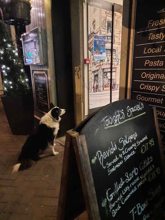 20231208 192617 
 ' Dog's Diner '. On a cold winter's evening, someone's best friend awaits the emergence of its owner from La Trattoria restaurant in Midleton, Co.Cork. Image taken by Martin Byrne. December 2023.