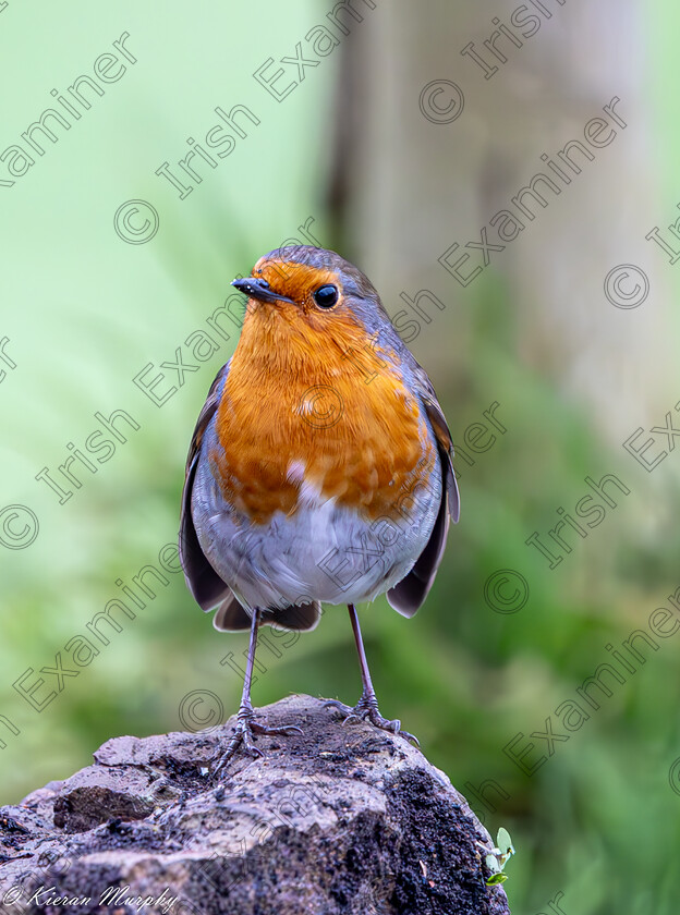 Red Robin 1 
 Its time to think about feeding the birds