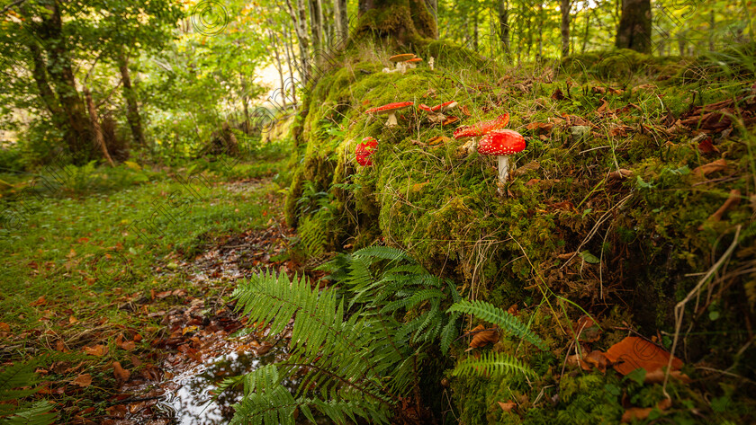 afly agaric mushroom 16x9 
 I recently came across these wild red mushrooms (Fly agaric, I believe they are called) in a wooded area by a stream on the Dingle peninsula . Their deep red cap colouring immediately caught my eye against the green background.