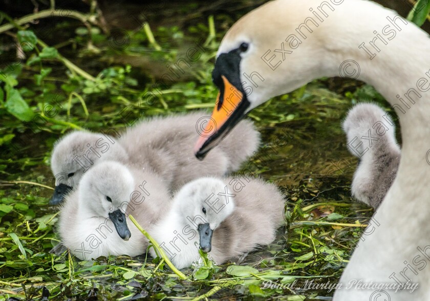 DSC7944 
 babysitting at mill street Galway city, new little mouths to feed taken by DÃ³nal Martyn