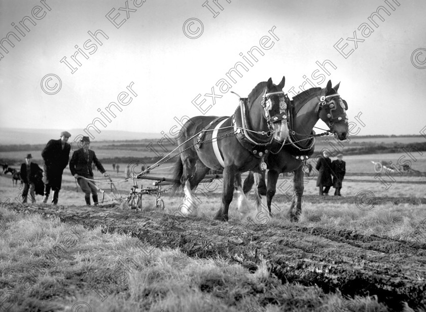 823368 
 For 'READY FOR TARK'
Cork County Ploughing Championships at Bandon, Co. Cork in 1947 Ref. 215D Old black and white farming farmers ploughmen horses