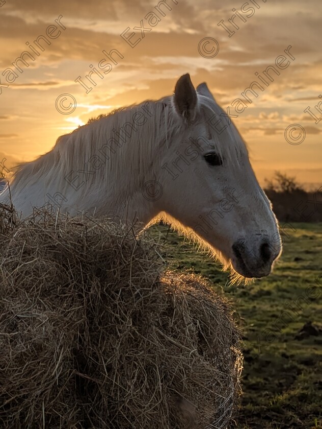 PXL 20250117 090647983.PORTRAIT 
 Golden glow, morning show,a burren pony in Clare.