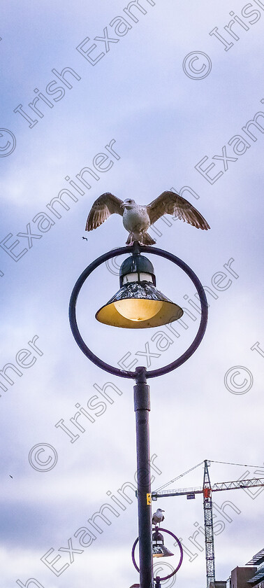 20220122 111500 
 European herring gull on a lamp at the Docklands, Dublin.

22nd of January 2022

Kathleen Treacy