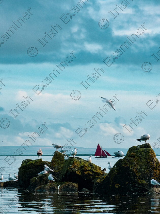 20221023 162352 
 Stunning flock of birds with the Galway hooker at the South Park Beach, Galway. 
Picture: Juben Baldeviso