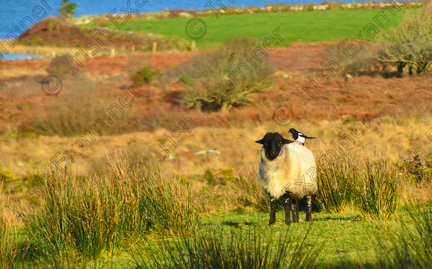 SHEEP AND MAGPIE 
 A cheeky magpie borrowing some wool from a sheep. Picture:Sean McInerney