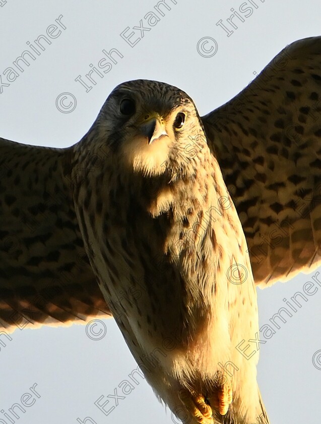 20241208 182454 
 A female kestrel has me in her sights ,this shot was taken whilst the kestrel hovered directly above my head in renmore Galway City