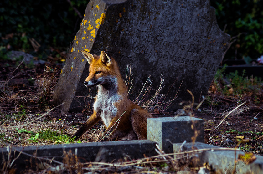 IMGP5999 
 Fox guarding a grave in the Howth cemetery, Co. Dublin. Picture: Marco Li Fonti