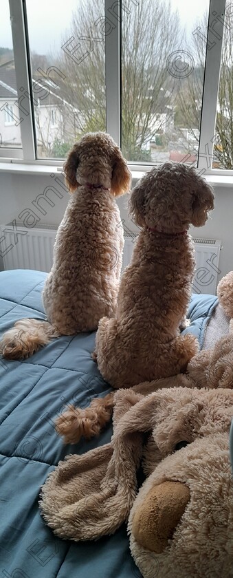 20250120 120409 
 Our beautiful Cockapoo's Bella and Lola taking in the wonderful view.