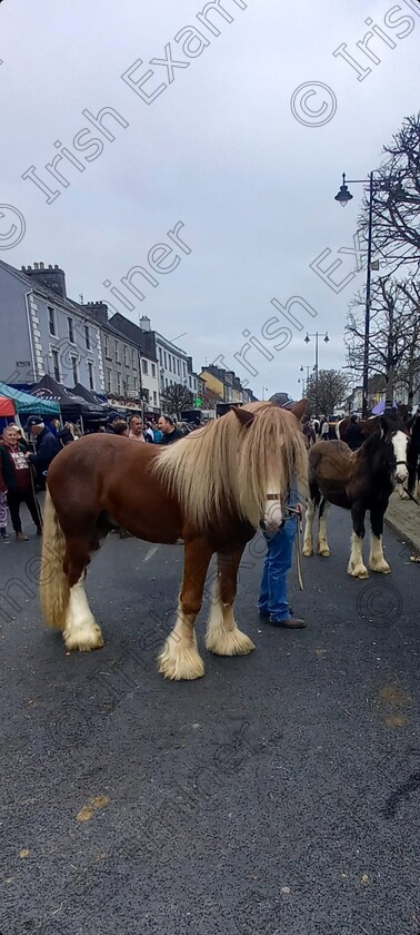 7de49ed0-f4f6-436d-b8ad-ab4869fda679 
 â€œBad Hair Dayâ€
Castleisland Annual 1st of November Horse Fair