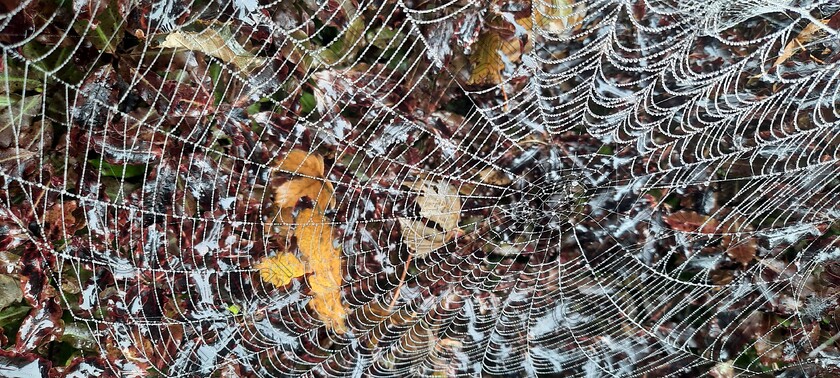 20231009 093410 
 ' Dewdrop Deathtrap '. A dew-covered spider's web awaits its first victim. Image taken with mobile phone by Martin Byrne.