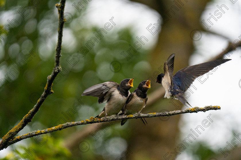 SEB00320 
 Swallows getting fed by their mother, taken in Dublin, Picture: Sebastian Palmay