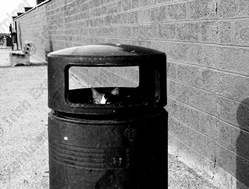 IMG 7791 
 A feral cat going through the bins on Fenit pier, Co.Kerry.