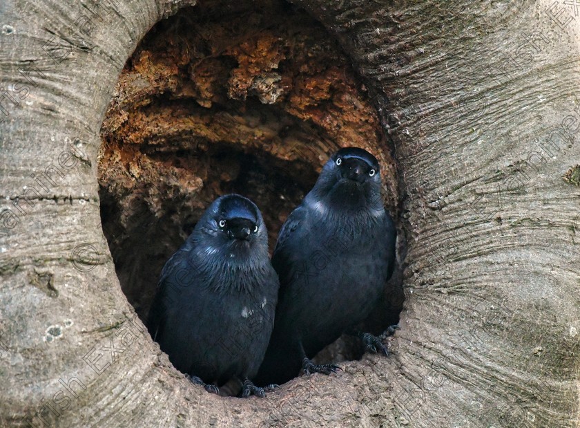 James Grandfield Jackdaws 
 2,Jackdaws peering out from their tree hollow in Dublin's Phoenix Park. Looks like they're in the pupil of an eye.