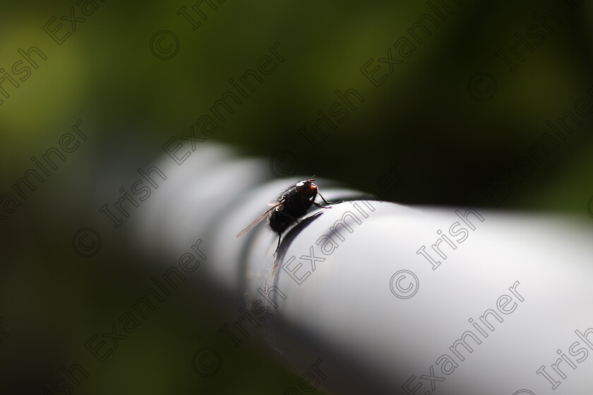 A bugs life. 
 It's a bugs life. While out in the garden I spotted a fly that was on a swing and wouldn't stop moving. I eventually caught the bugger.