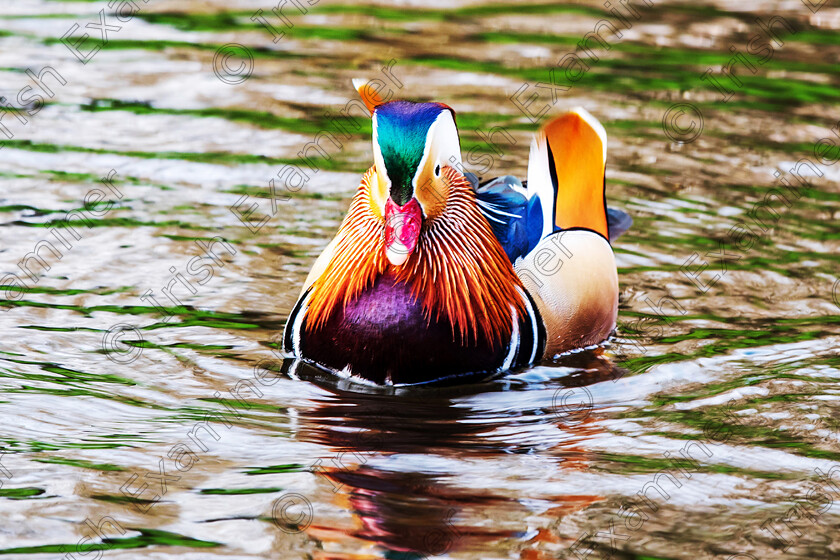The mandrian duck by Deirdre Casolani 
 The Mandarin Duck. Delighted to capture one of these clown like ducks. Found this guy in the Botanical gardens in Dublin. Taken by Deirdre Casolani