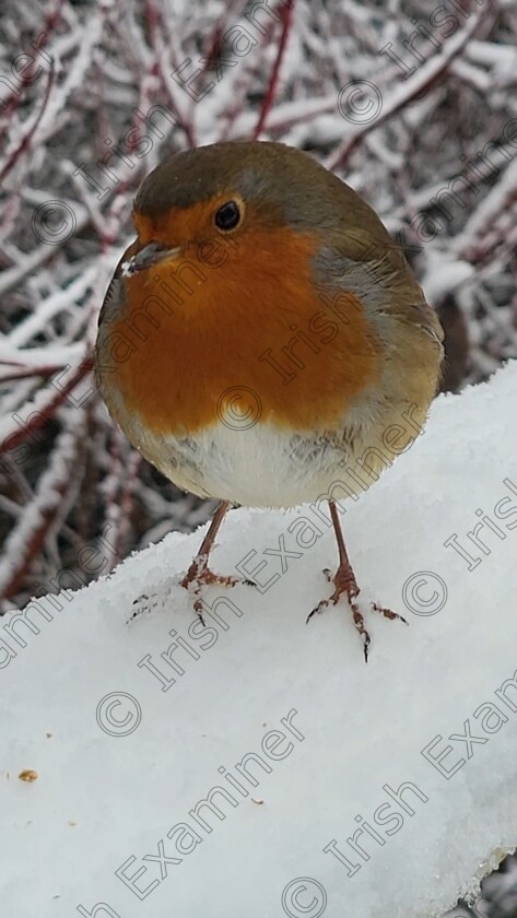 inbound5110646567138333625 
 A festive Robin in Woodlawn Forest Ballinasloe Co Galway