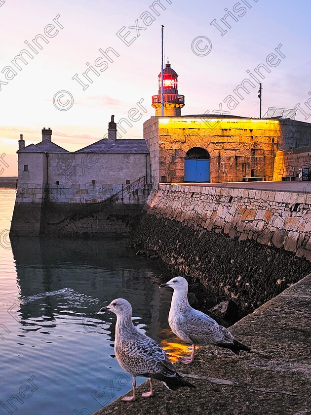 James Grandfield Dun Laoghaire East Pier 
 The East Pier lighthouse at DÃºn Laoghaire, with 2 seagulls and a seal in the water too, just after sunset.