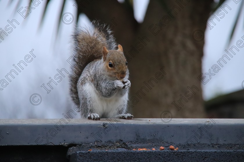 Baby Squirrel eating peanuts in the Garden 
 Tiny Baby Grey Squirrel Eating Peanuts in my Back Garden
3rd December 2020
Taken By Janette Kelly