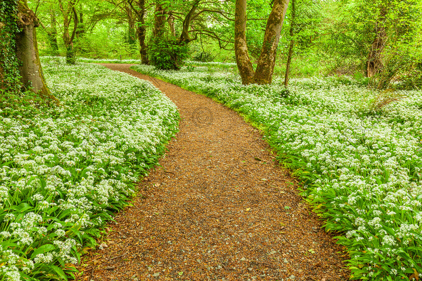 Ballyseedy 2 
 Blooming Garlic : Wild garlic is currently in full beautiful bloom along the various trails in Ballyseedy Wood, Tralee.