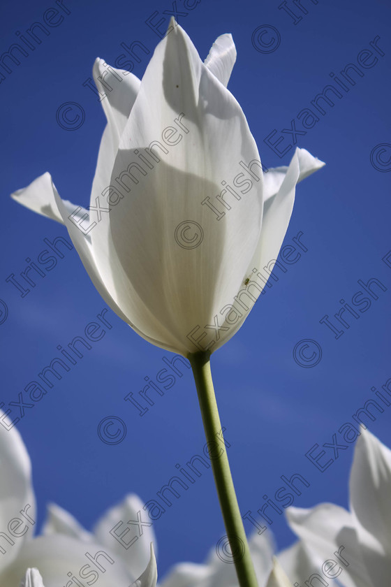 Aiming to the sky 
 A white tulip's beauty under the sky in Botanic garden, Dublin, Ireland in May 2017. Picture: Daisy Vo