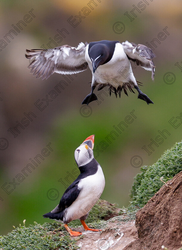 IMG 6762 
 A Puffin gives a puzzled look to a Razorbill as it prepares to land in the already tight space.

Photographed by Ashok Appu at Saltee Islands in May 2024.