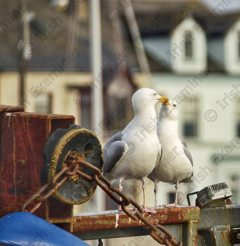 DSC 0333-01 
 Date night with the Gulls, Skerries, Co. Dublin. Picture: Foteini Zymati