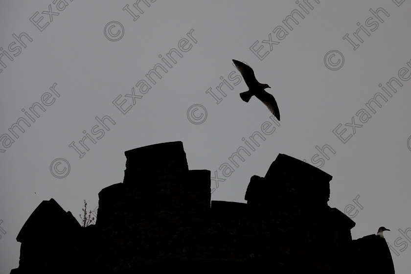 IMG 2962 
 A seagull hovers above the turrets on Ballyheigue castle, co. Kerry, on a grey evening. (In silhouette)