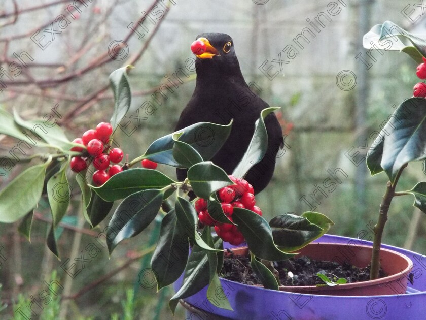 blackbird 
 I took this photograph of a blackbird enjoying the holly berries.
It was taken in my back garden at home in Deerpark, Cork
I was enjoying watching him snacking on the berries.