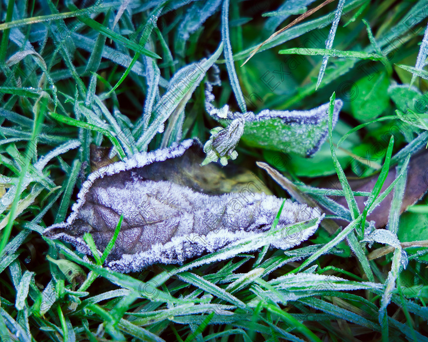 Frost leaf 
 Frosty morning in the garden. Picture: James Daniel Murphy.