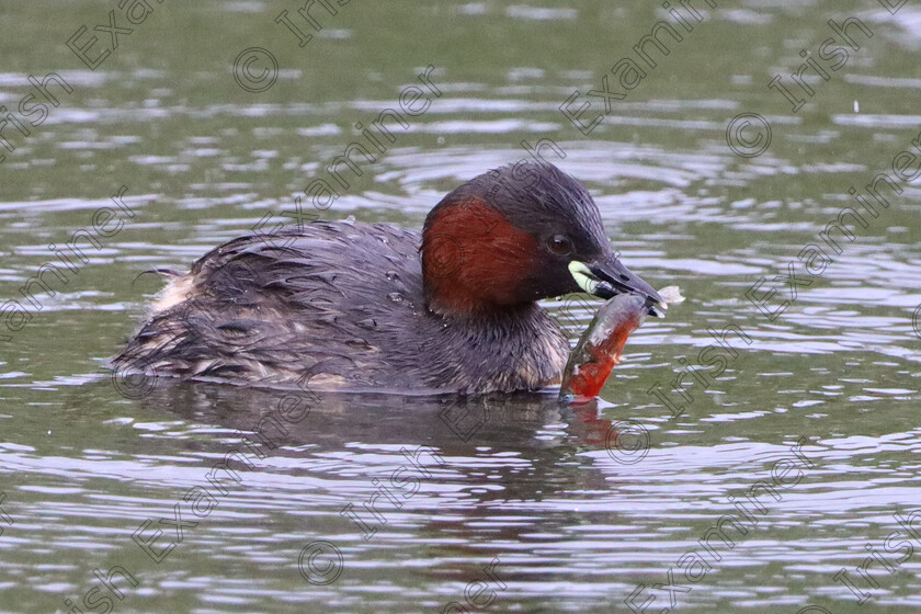 LittleGrebe LornaSingleton 
 A little grebe with his catch of a three spined stickleback, Skerries Mill, North Co Dublin 10/05/23 Picture: Lorna Singleton