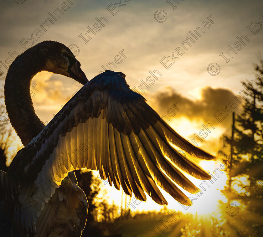 CA1B58D5-D949-4B2C-B119-CFFCE8B24701 
 Toss the feathers - a swan in Tymon Park, Dublin catching the last of the sun rays; March 2024. Picture: Steve Murtagh