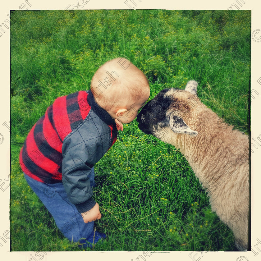20160708 135929(0)-EFFECTS 
 16 month old Joseph neary from Galway city getting acquainted with the locals on his grandads farm in dingle, County kerry.