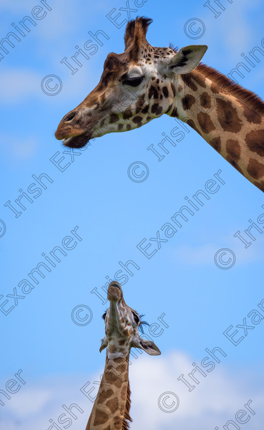 8022739 Chris Martin 
 N?in?n, the newest Rothschild Giraffe at Fota Wildlife Park, looks up to her elders. 
 Keywords: Fota, animals, baby, cork, giraffe, ireland, mammal, nature, park, wildlife