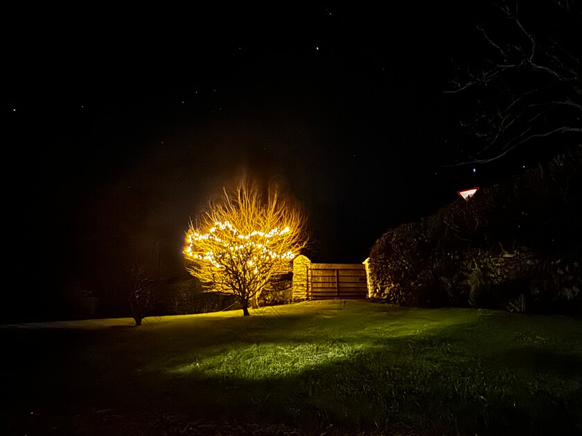 IMG 2329 
 Light in the night 
Beautiful tree under the Roascarberry skies