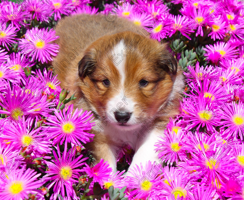 image 
 'Pretty in Pink' three week old Lassie rests her wobbly legs in a bed of flowers Liz Searls-Spratt, Cork