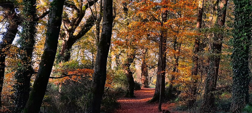 20231114 152429(1) 
 ' Woodland Trail, Autumn'. From treetops to forest floor, Autumn's colours make a beautiful impact in Ballyannan Woods, Midleton, Co.Cork. Image taken by Martin Byrne, Nov.2023.