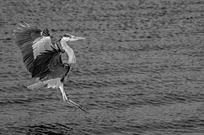 BW HERON LANDING 
 A heron landing on the water at Cromane Beach, Co. Kerry. Picture: Sean McInerney