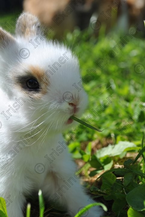 Time To Chill 
 2 1/2 week old Rabbit Kitten, back garden, enjoying some free time to run around and explore, Donabate, Co. Dublin. Picture:Emma Lyster