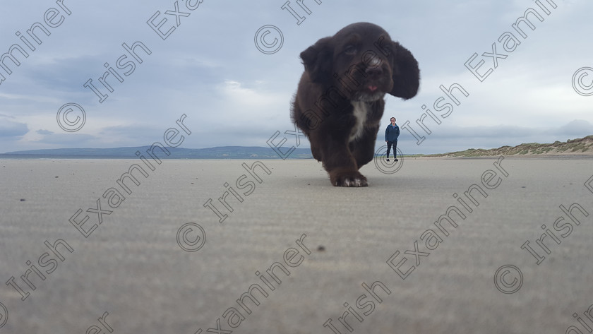 20160907 150116 
 Floki the puppy enjoying his first run on Banna Beach in Co. Kerry with his owners Lauren and Nick. Picture: Nick Critch