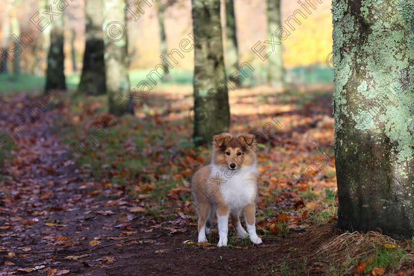 552DE802-C397-4C12-A429-95A055FFDFAB 
 Autumnal Delight - Molly posing against the beautiful colourful backdrop of Beaumont Park, Ballinlough in Cork