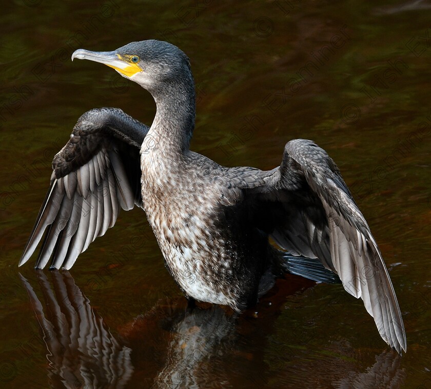 James Grandfield Cormorant 
 A Cormorant drying its wings on the River Dodder, after a nearby heron moved him from spot.