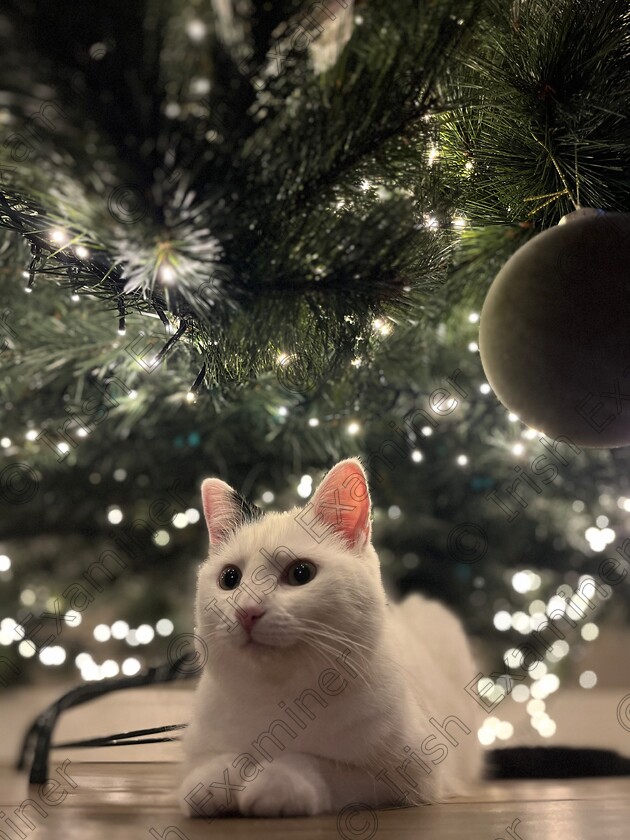 77812895-F167-466B-93CF-9E2EDD53C699 
 Stars in her eyes. 3 year old Kitty starting to feel very festive under the tree. Waiting patiently for Santa to arrive.