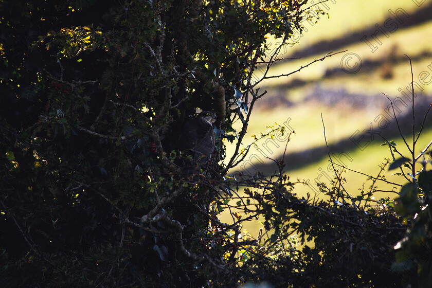 Sparowhawk 2022

A sparrowhawk in the garden at Friends of the Irish Environment on the Beara peninsula. Once almost extinct in Ireland, there are now 11,000 pairs in Ireland after Rachael Carsonâ€™s â€˜Silent Springâ€™, (published 60 years ago this month) ended the use of the toxic chemicals like DDT. Like other birds of prey, the sparrowhawk was poisoned by feeding on prey that had eaten contaminated grain.