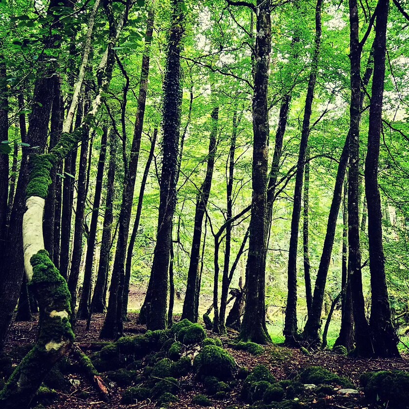 viridescence 
 A walk in the viridescent woods. The lush forest landscape of Killarney National Park, Co.Kerry. Picture: Fionn Corcoran.