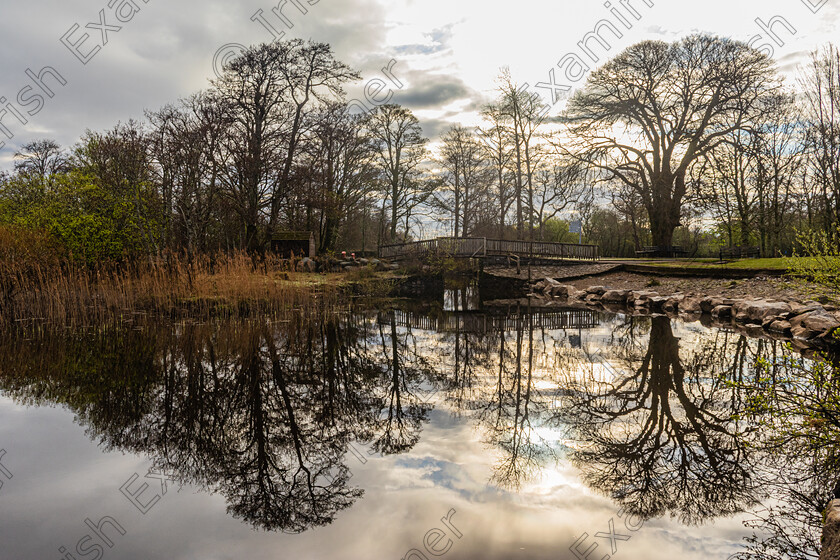 Wooden Bridge Reflections-Killarney-6165 
 Early morning wooden bridge and tree reflections near Ross Castle Killarney Co Kerry in April 2022.Photo by: Noel O Neill 
 Keywords: Killarney, reflection