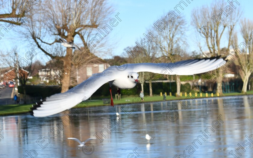 DSC 6086 
 Here is looking at you kid, A hungry sea gull comes right for me during feed time at the frozen Lough in Cork during feeding time . Photo taken on Thursday 9/1/2025.