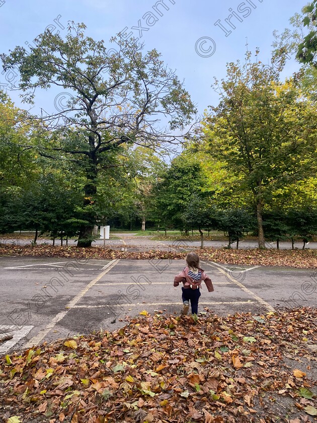 IMG 3791 
 Almost two year old Zach exploring the carpet of crunchy fallen leaves at Fota Wildlife Car Park.