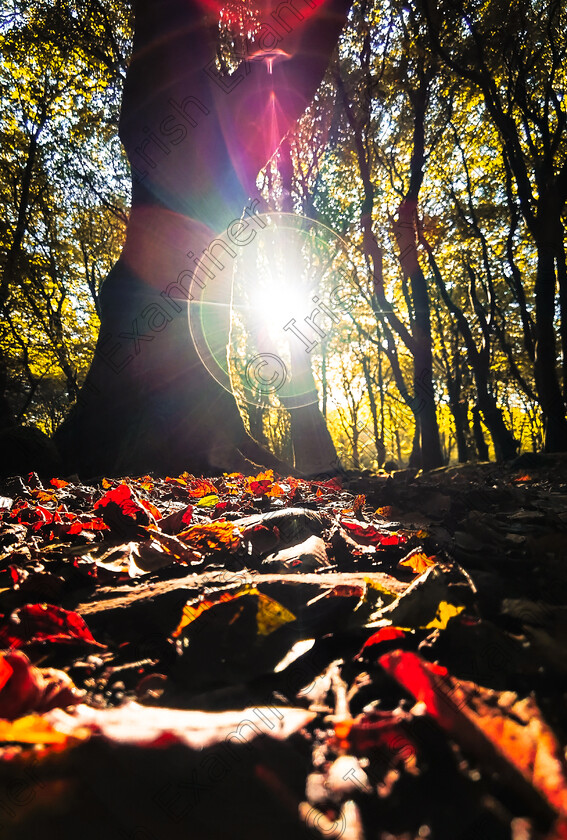 Michael Deligan Barna Woods Sunrise 
 N4227