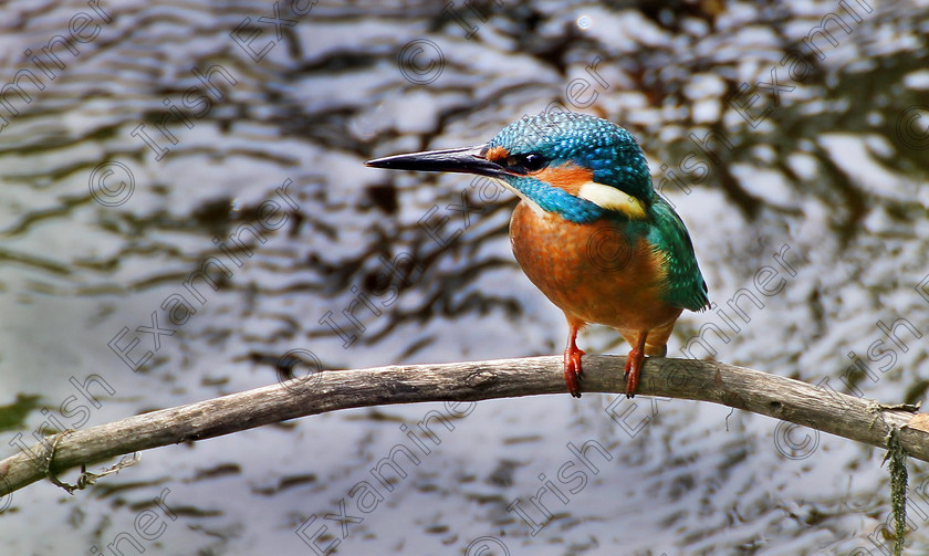 kingfisher1a 
 Kingfisher, photographed August 2017