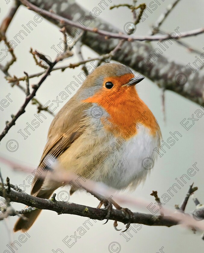 20240301 124608 
 Fionn the Robin posing up a storm along the banks of the river corrib in Galway City